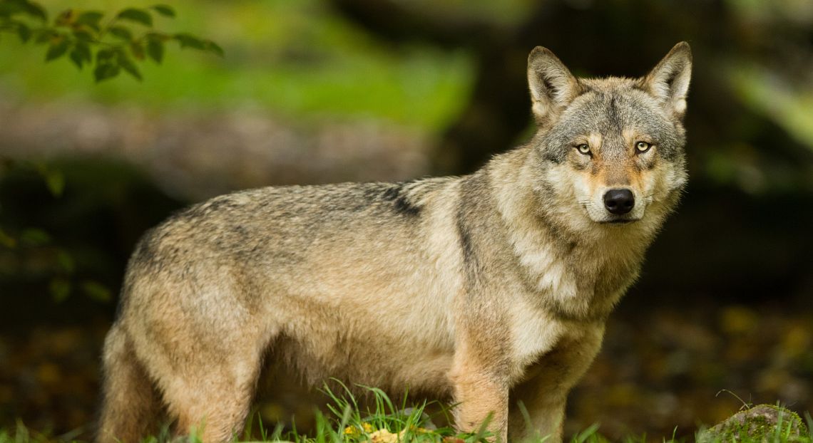 Rinnovabili, contabilità, sussidi dannosi: come preservare la biodiversità italiana