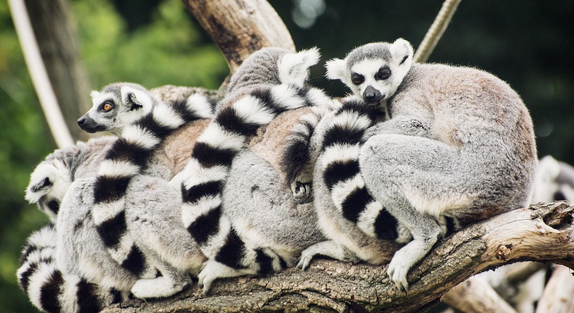 Cop 16, biodiversità a rischio: il ruolo delle imprese per invertire la rotta