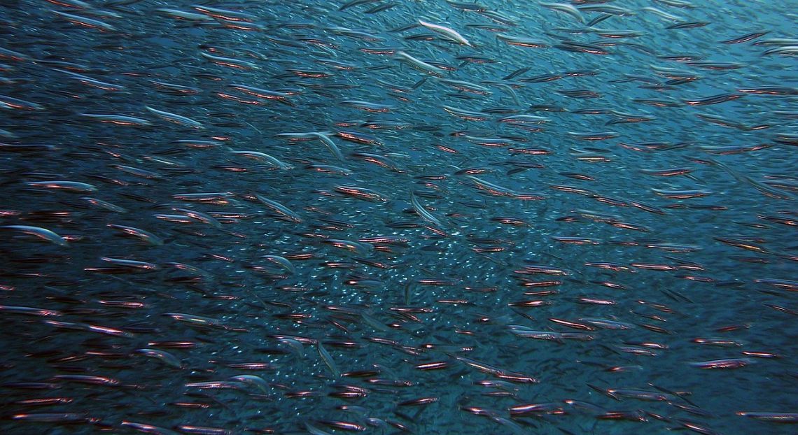 Fish dependence day: in 7 mesi consumato lo stock ittico di un anno