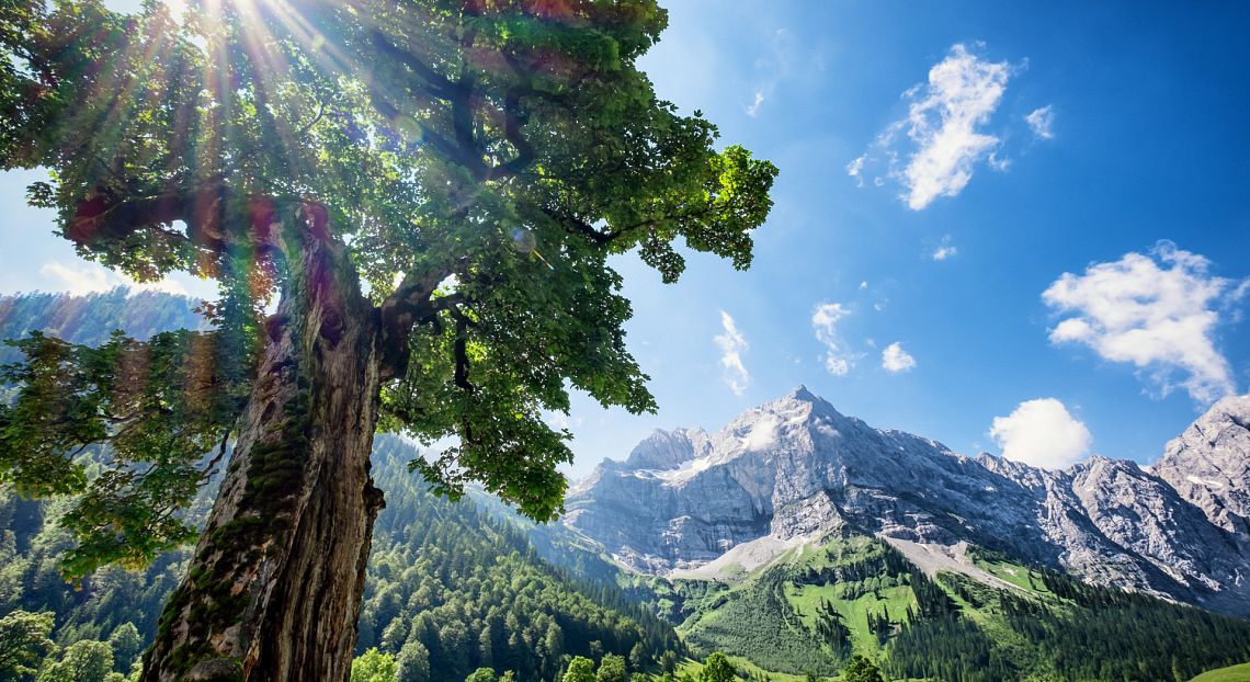Clima e natura: sette buone notizie del 2024 che sono passate inosservate