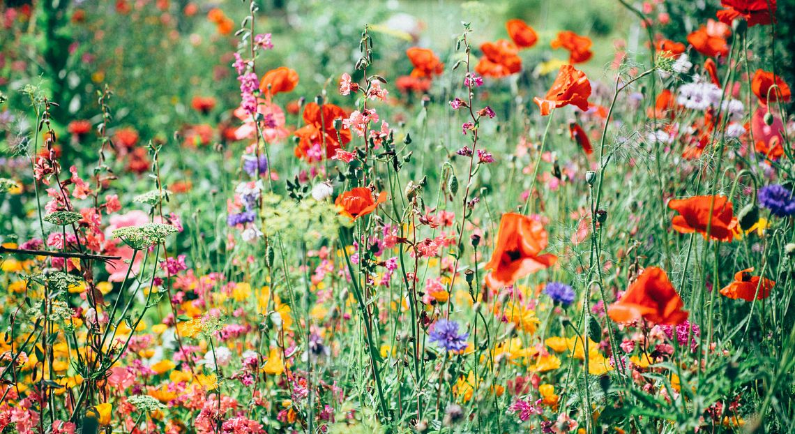 Sesto Rapporto sul capitale naturale in Italia: 58 ecosistemi su 85 sono a rischio