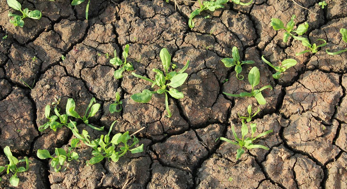 Il carbonio si nasconde nel suolo: definita una nuova mappa dei pozzi terrestri